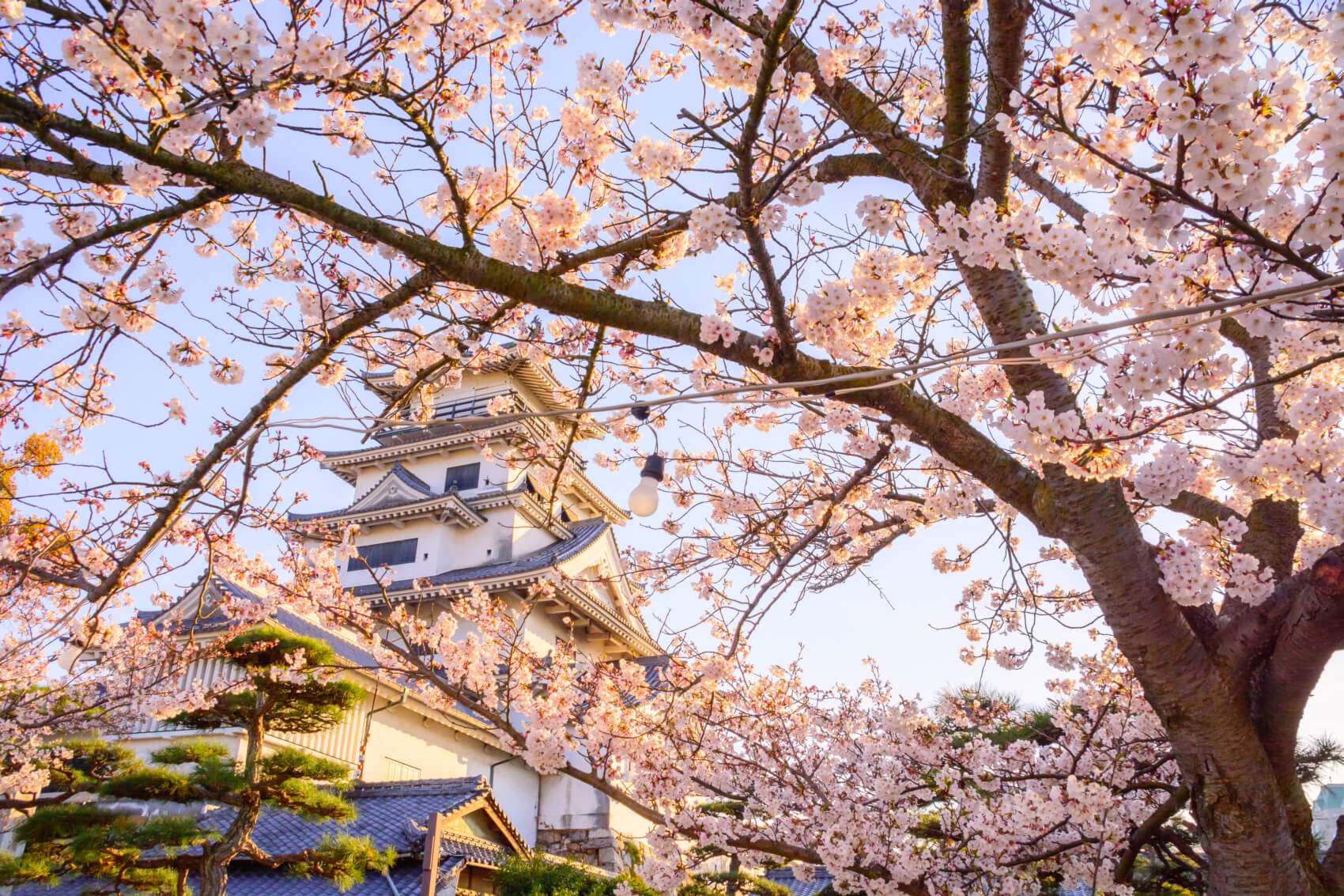 Cherry Blossom Viewing at Imabari-jō CastleOverlooking the Seto Inland Sea
