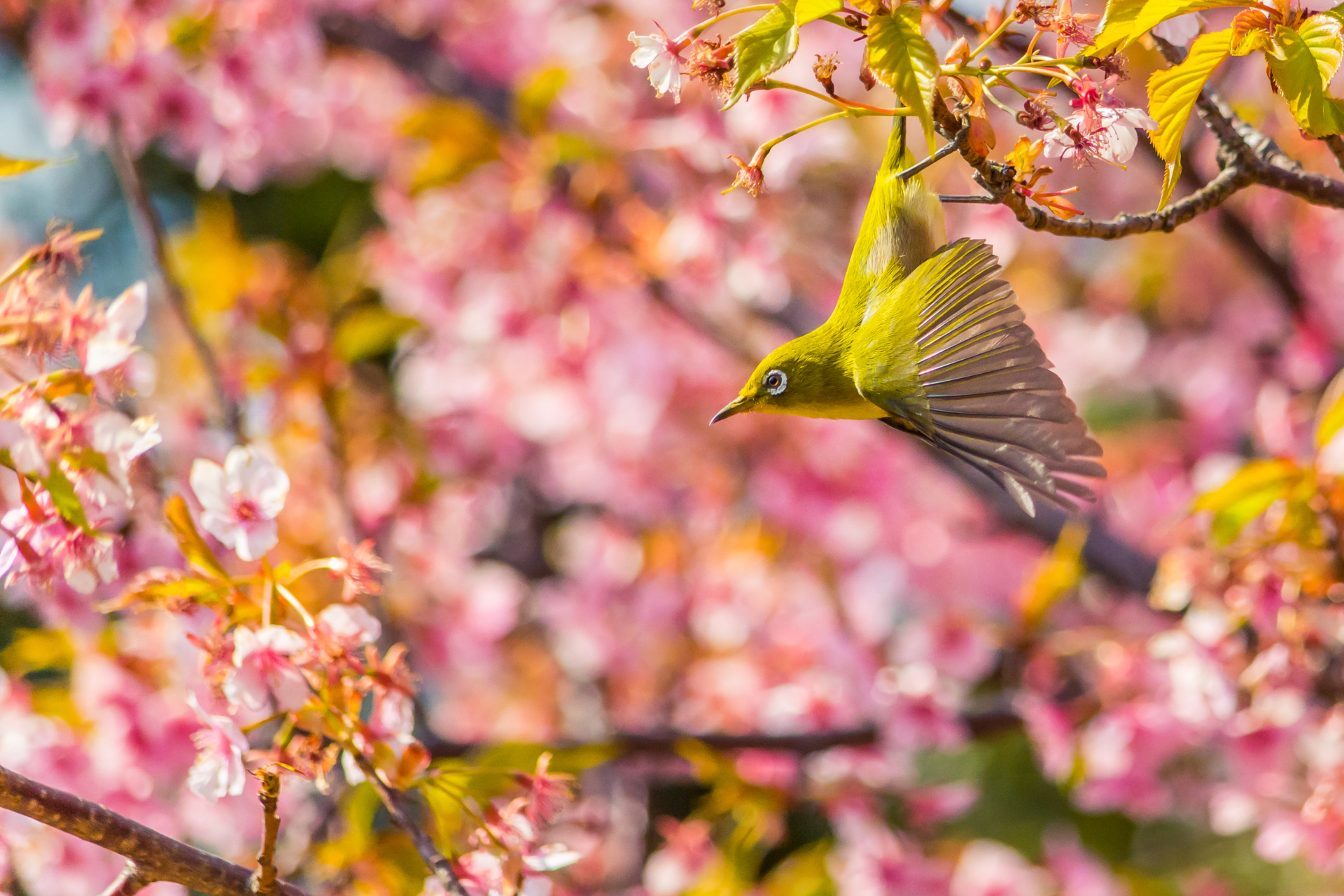 Kawazu cherry blossoms and Japanese white-eye