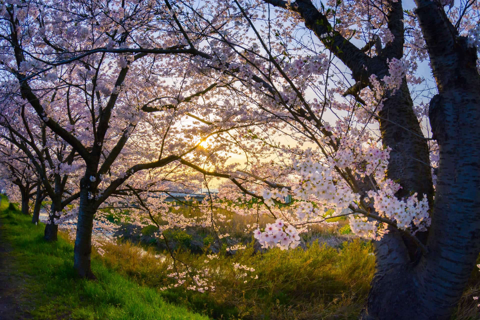 Cherry Blossom at Tonda river