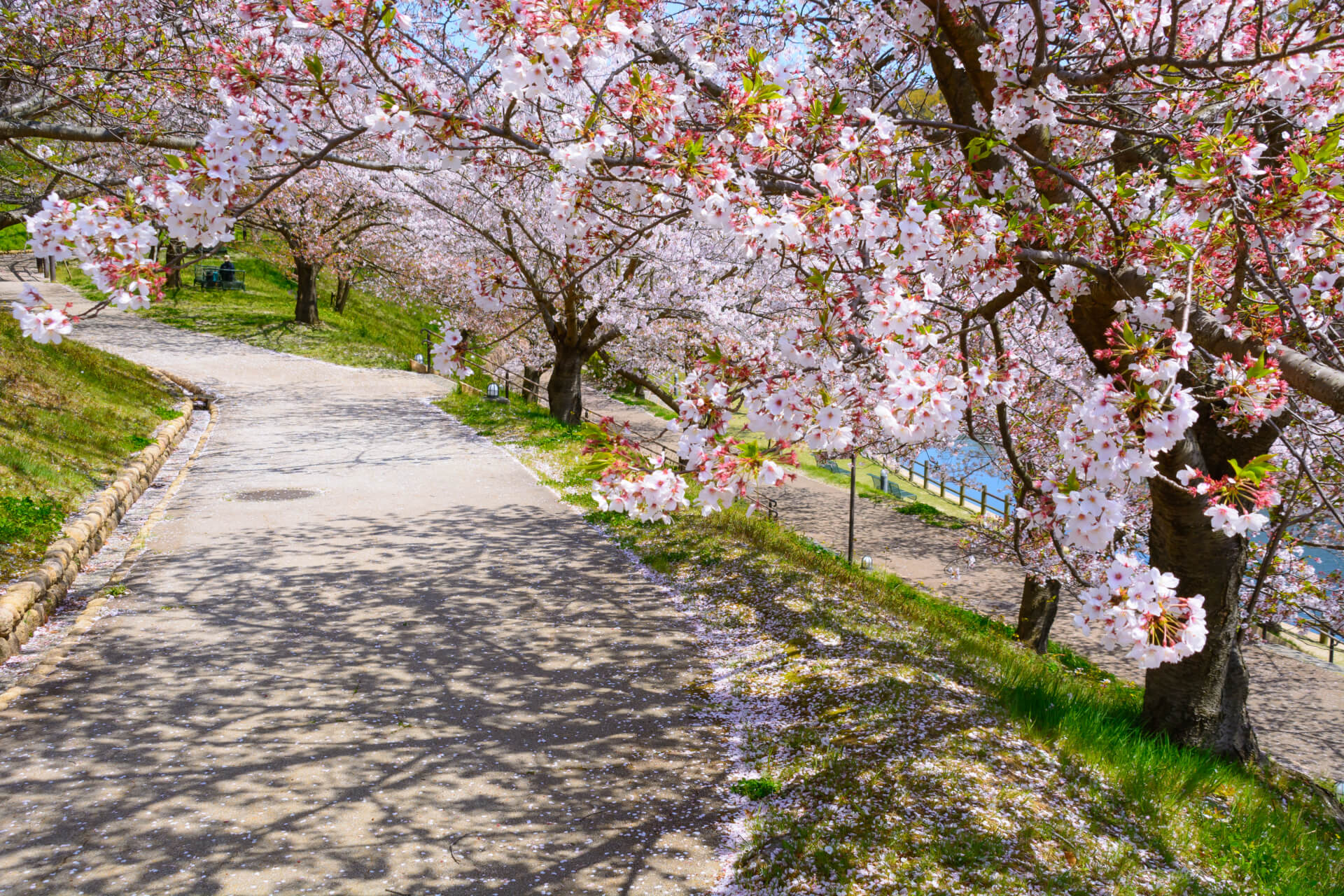 Enchanting Somei Yoshino Blossoms at Fujiyamakenkobunka Park