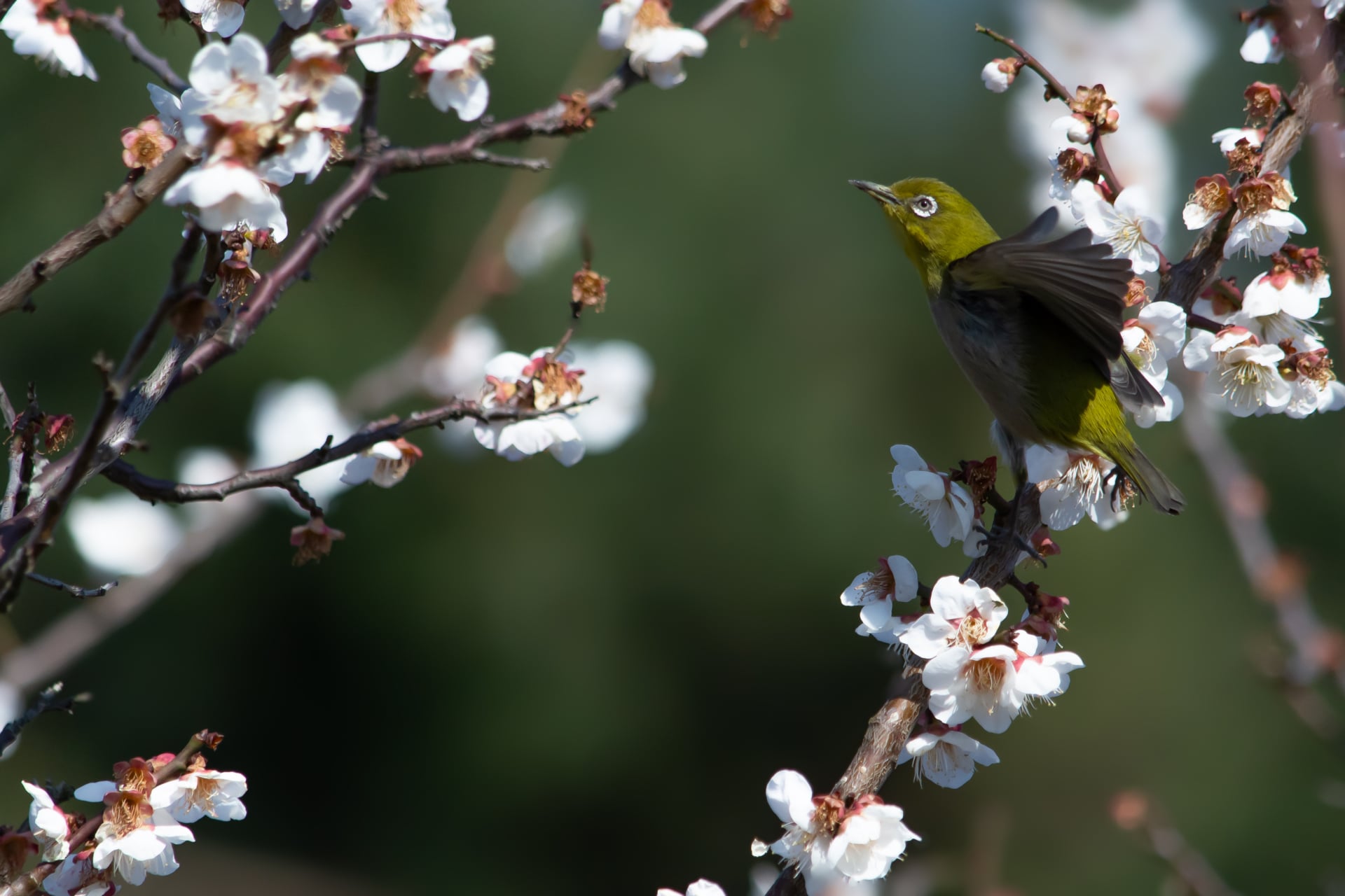 Plum Blossoms and White-Eyes: A Symphony of Nature’s Beauty