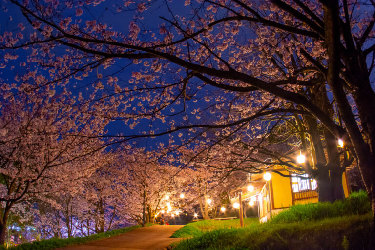 YOZAKRA at Fujiyamakenkobunka Park