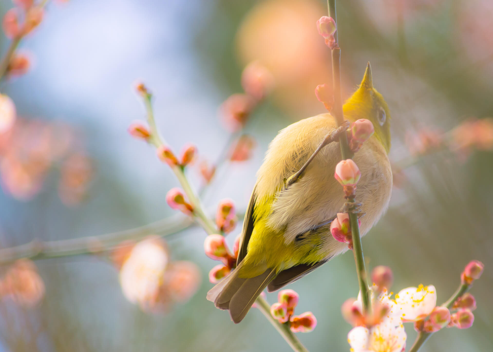 Plum Blossoms and White-Eyes: A Symphony of Nature’s Beauty